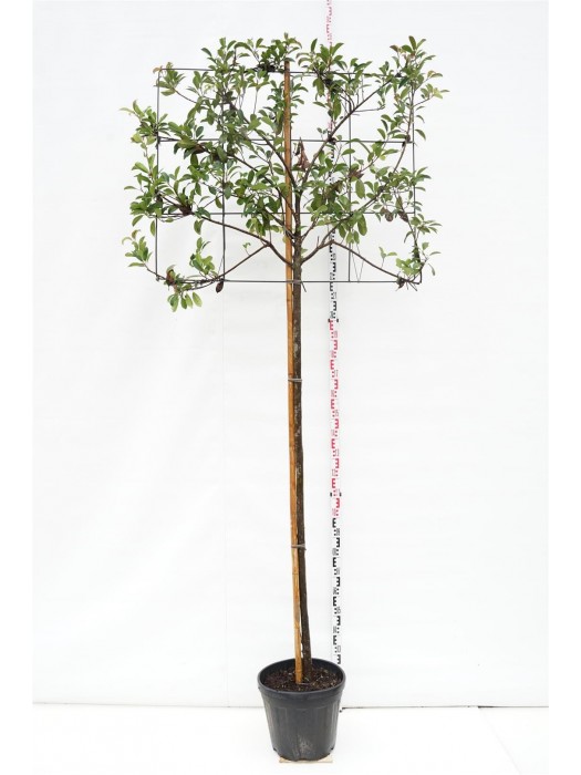 Fotinija (Lot Photinia fraseri) 'Red Robin' C50 KOTAS 200 CM KOTO APIMTIS 10-12 CM-FOTINIJOS-KRŪMAI