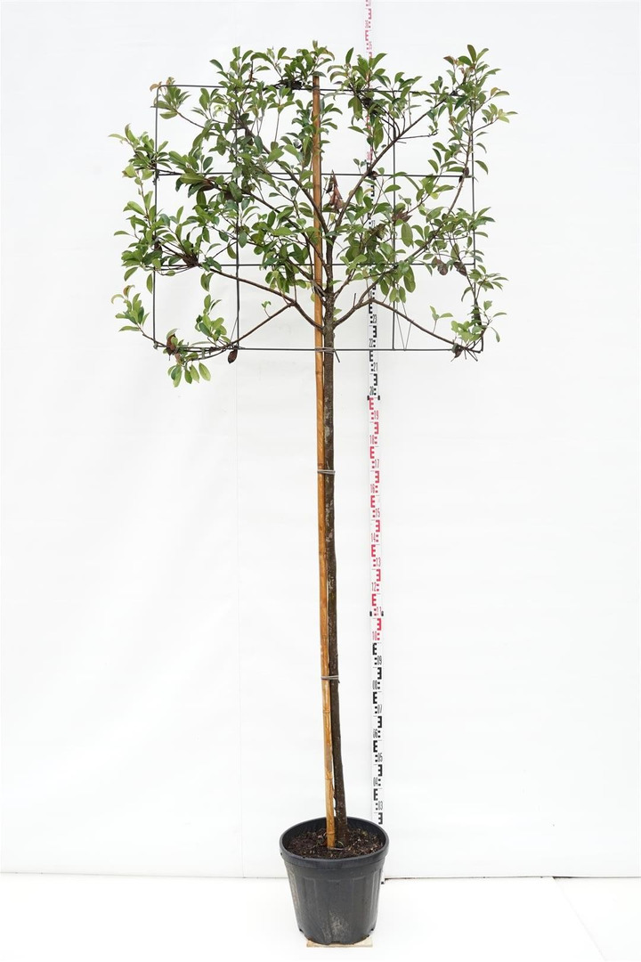 Fotinija (Lot Photinia fraseri) 'Red Robin' C50 KOTAS 200 CM KOTO APIMTIS 10-12 CM-FOTINIJOS-KRŪMAI