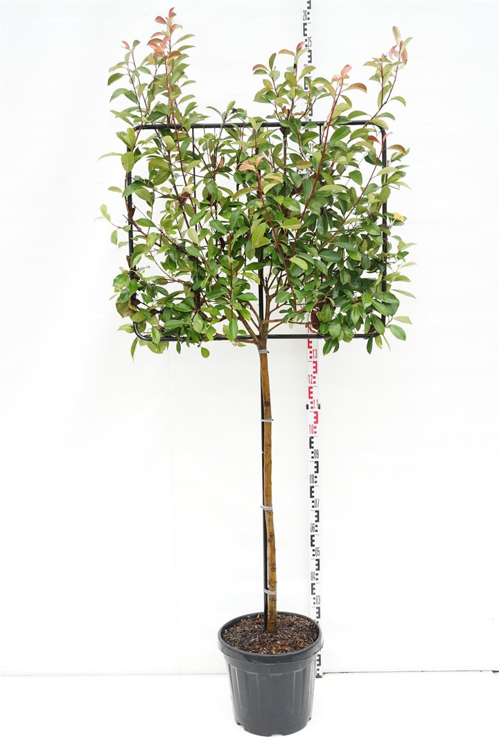 Fotinija (Lot Photinia fraseri) 'Red Robin' 120CMANT KOTOC30 90H70W-FOTINIJOS-KRŪMAI