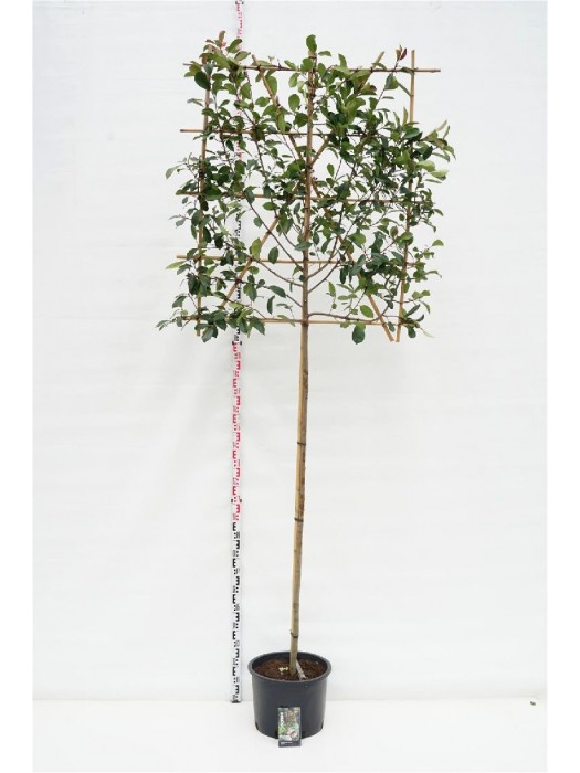 Fotinija (Lot Photinia fraseri) 'Red Robin' C35 KOTAS 180 CM KOTO APIMTIS 8-10 CM-FOTINIJOS-KRŪMAI