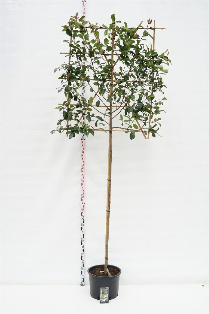 Fotinija (Lot Photinia fraseri) 'Red Robin' C35 KOTAS 180 CM KOTO APIMTIS 8-10 CM-FOTINIJOS-KRŪMAI