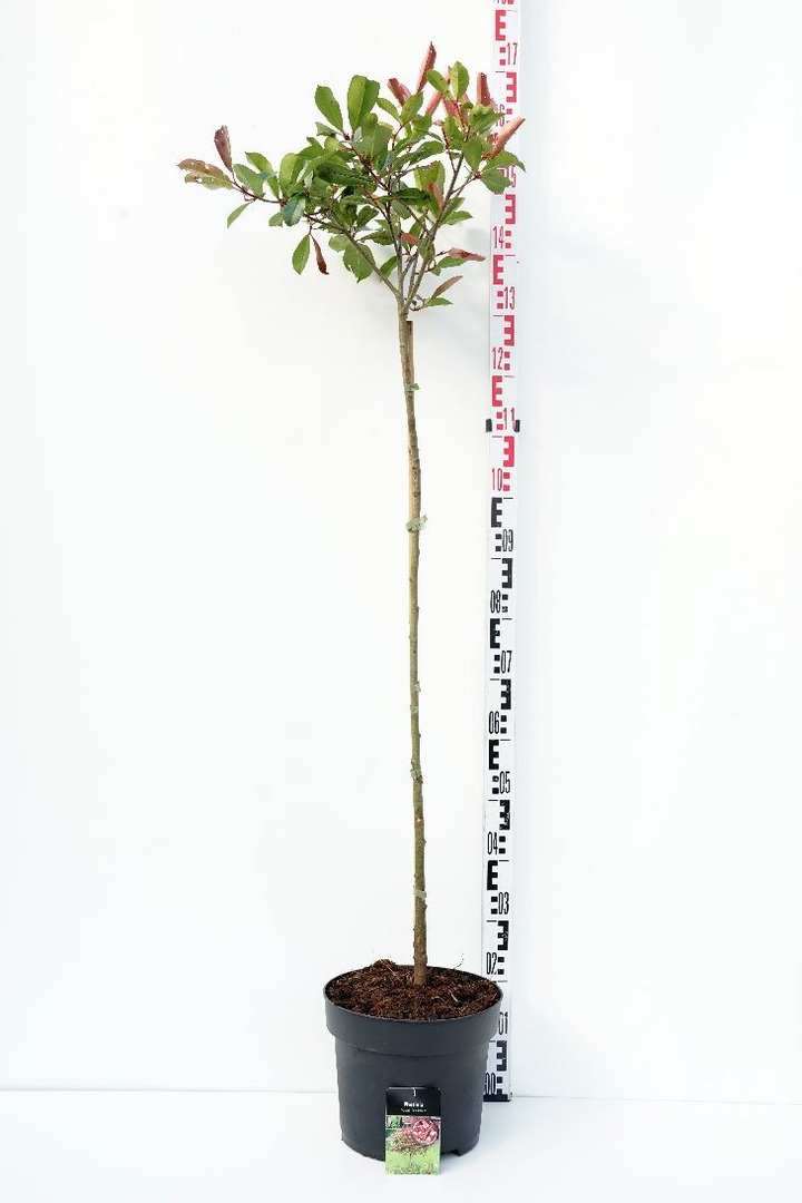 Fotinija (Lot Photinia fraseri) 'Red Robin' C10 KOTAS 100CM-FOTINIJOS-KRŪMAI