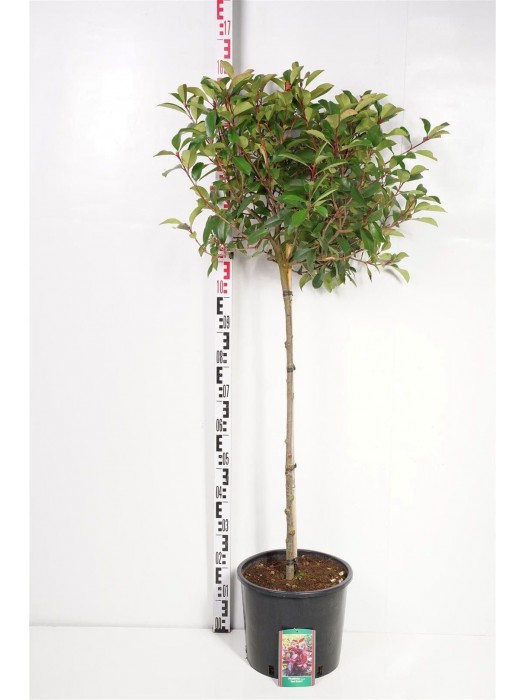Fotinija (Lot Photinia fraseri) 'Red Robin' C10 KOTAS 150 CM-FOTINIJOS-KRŪMAI