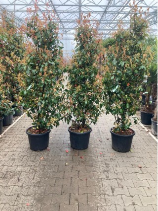 Fotinija (Lot Photinia fraseri) 'Red Robin' C35 175-200 CM-FOTINIJOS-KRŪMAI