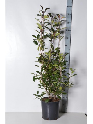 Fotinija (Lot Photinia fraseri) 'Red Robin' C10 80-100 CM-FOTINIJOS-KRŪMAI