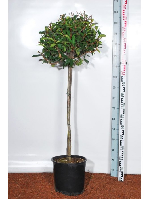 Fotinija (Lot Photinia fraseri) 'Red Robin' C18-FOTINIJOS-KRŪMAI