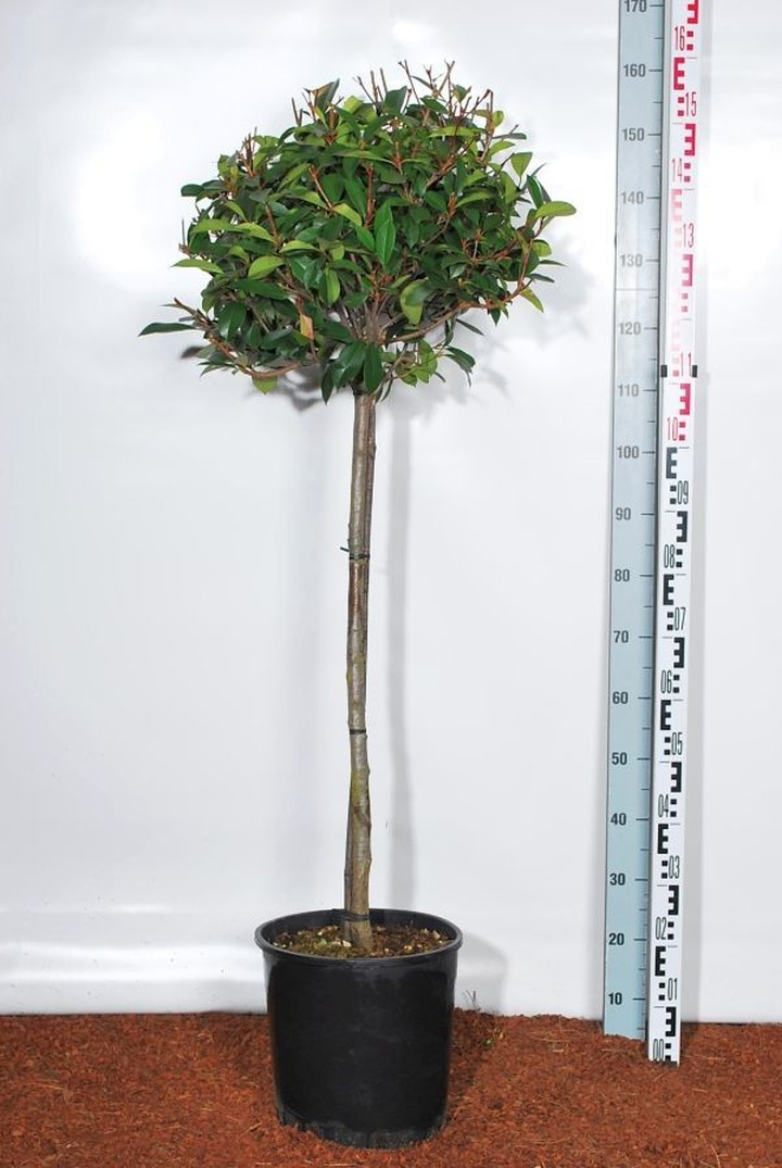 Fotinija (Lot Photinia fraseri) 'Red Robin' C18-FOTINIJOS-KRŪMAI