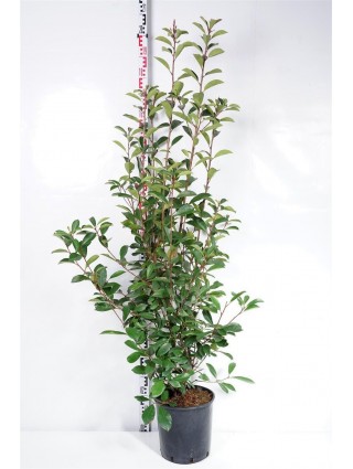 Fotinija (Lot Photinia fraseri) 'Red Robin' C15 125-150 CM-FOTINIJOS-KRŪMAI