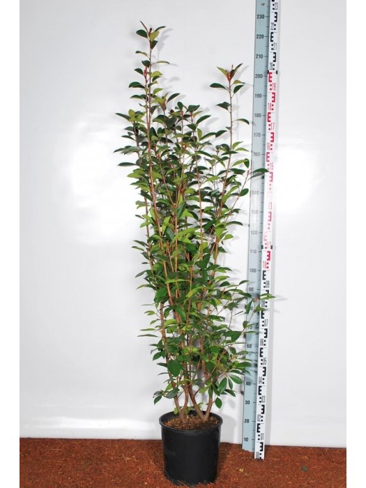 Fotinija (Lot Photinia fraseri) 'Red Robin' C18 125-150 CM-FOTINIJOS-KRŪMAI