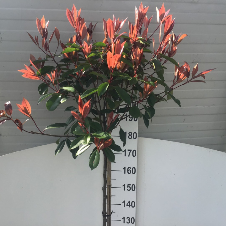 Fotinija (Lot Photinia fraseri) 'Red Robin' C15 KOTAS 180 CM-FOTINIJOS-KRŪMAI