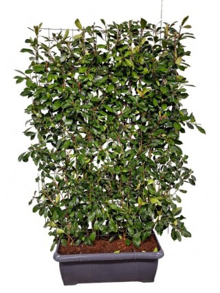 Fotinija (Lot Photinia fraseri) 'Red Robin' C90 SCREEN 180 CM (H) x 120 CM (W)-FOTINIJOS-KRŪMAI