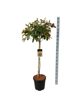 Fotinija (Lot Photinia fraseri) 'Red Robin' C20 KOTAS 90 CM-FOTINIJOS-KRŪMAI