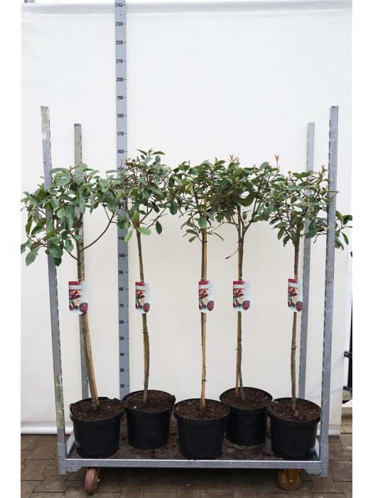 Fotinija (Lot Photinia fraseri) 'Red Robin' C10 KOTAS 90 CM-FOTINIJOS-KRŪMAI