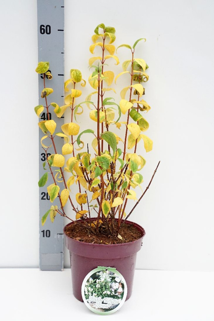 Jazminas (Lot Philadelphus) 'Little White Love' C3/P19 30-40 CM-JAZMINAI-KRŪMAI