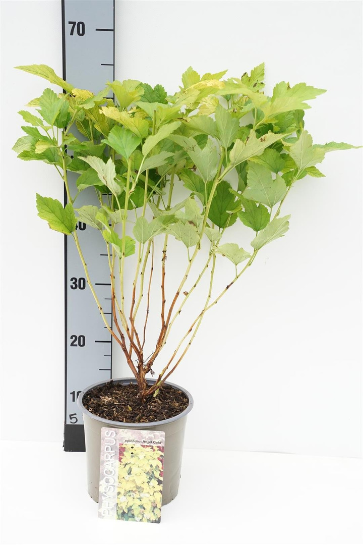 Pūslenis putinalapis (Lot Physocarpus op.) 'Angel Gold' C3/P19 30-40 CM-PŪSLENIAI-KRŪMAI