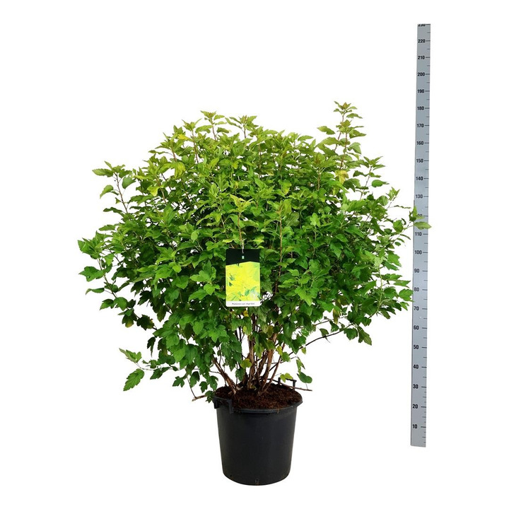 Pūslenis putinalapis (Lot Physocarpus op.) 'Angel Gold' C30 100-125CM-PŪSLENIAI-KRŪMAI