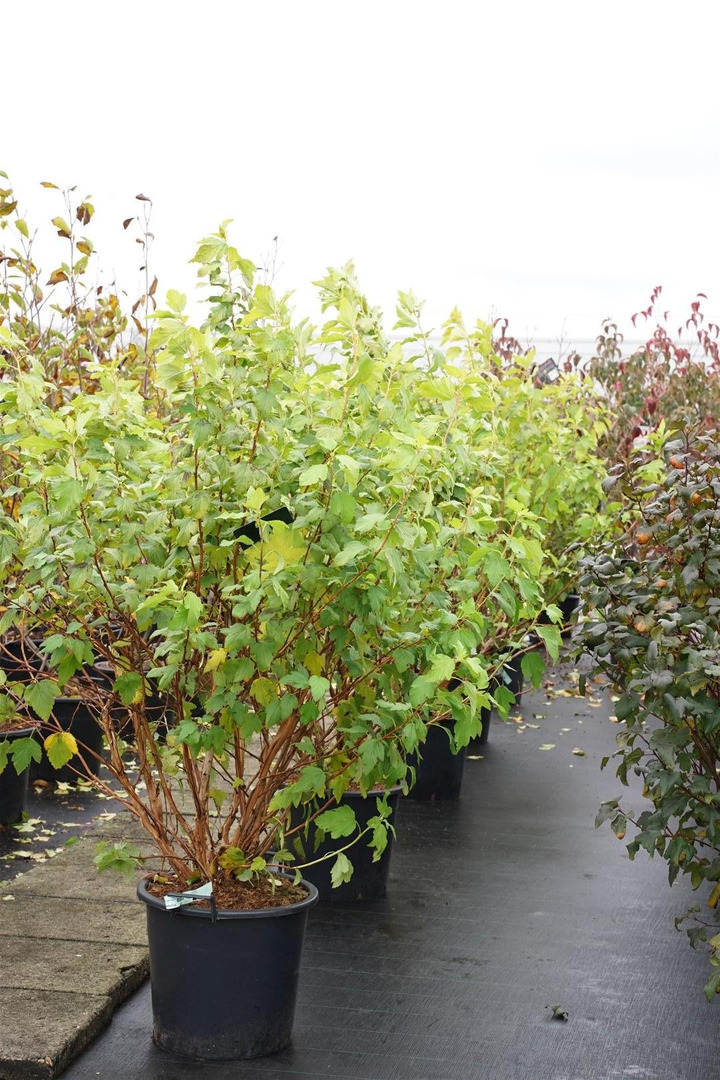 Pūslenis putinalapis (Lot Physocarpus op.) 'Angel Gold' C30 100-125CM-PŪSLENIAI-KRŪMAI
