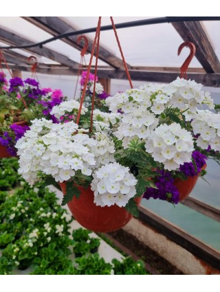 Verbena "Empress Sun White"-VERBENOS-VIENMETĖS GĖLĖS