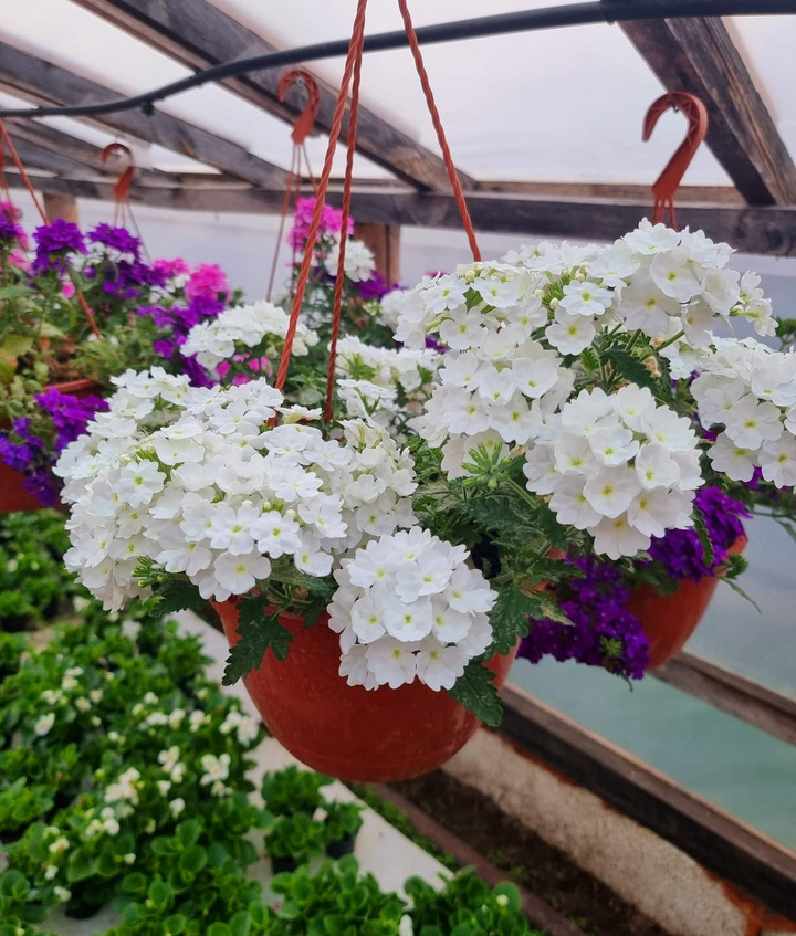 Verbena "Empress Sun White"-VERBENOS-VIENMETĖS GĖLĖS