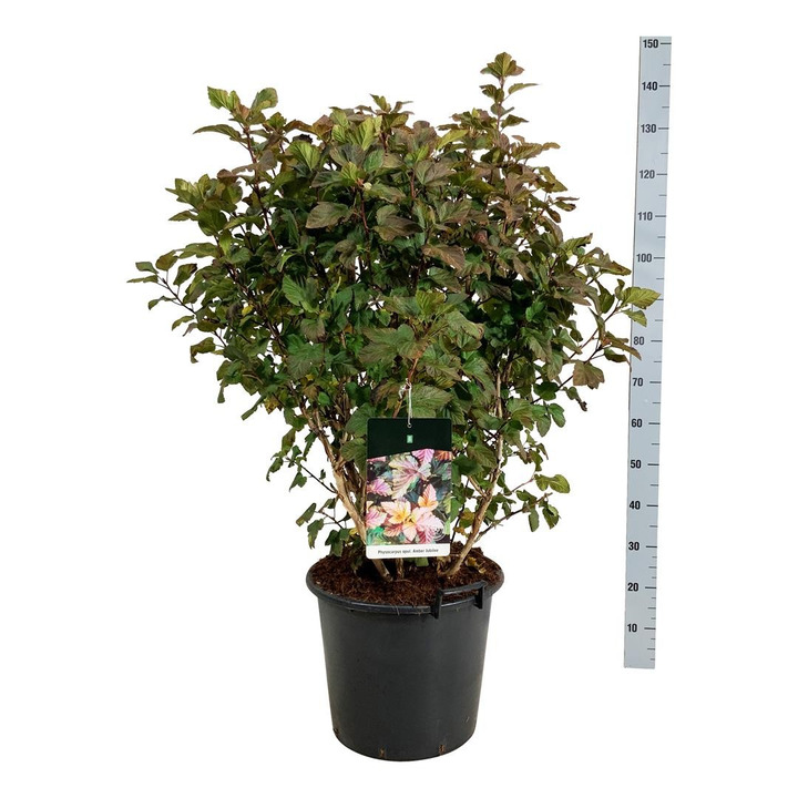 Pūslenis putinalapis (Lot Physocarpus op.) 'Amber Jubilee' C30 80-100 CM-PŪSLENIAI-KRŪMAI