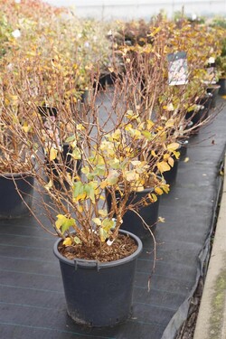 Pūslenis putinalapis (Lot Physocarpus op.) 'Amber Jubilee' C30 125-150CM - nuotrauka 2