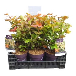Pūslenis putinalapis (Lot Physocarpus op.) 'Amber Jubilee' C3/P19 30-40 CM - nuotrauka 2