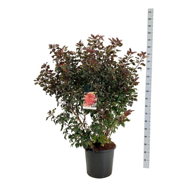 Pūslenis putinalapis (Lot Physocarpus op.) 'Diable d'or' C30 100-125CM-PŪSLENIAI-KRŪMAI