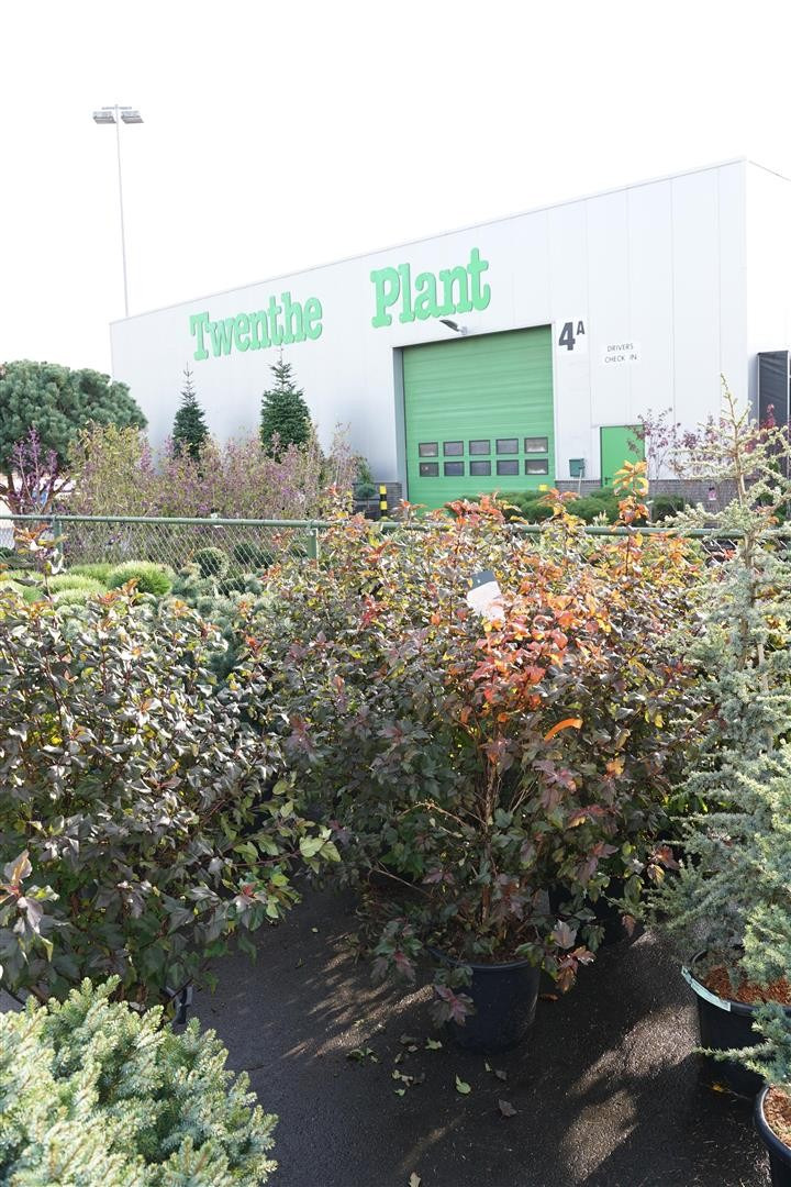 Pūslenis putinalapis (Lot Physocarpus op.) 'Diable d'or' C30 100-125CM-PŪSLENIAI-KRŪMAI