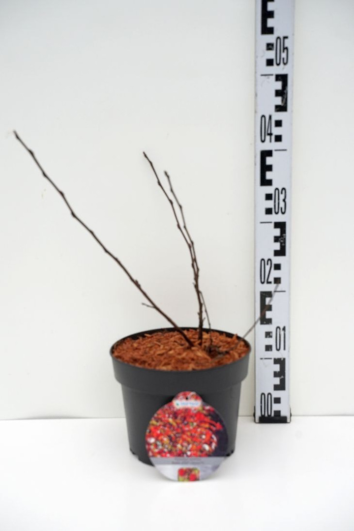 Pūslenis putinalapis (Lot Physocarpus op.) 'Diable d'or' C3/P19 30-35 CM-PŪSLENIAI-KRŪMAI