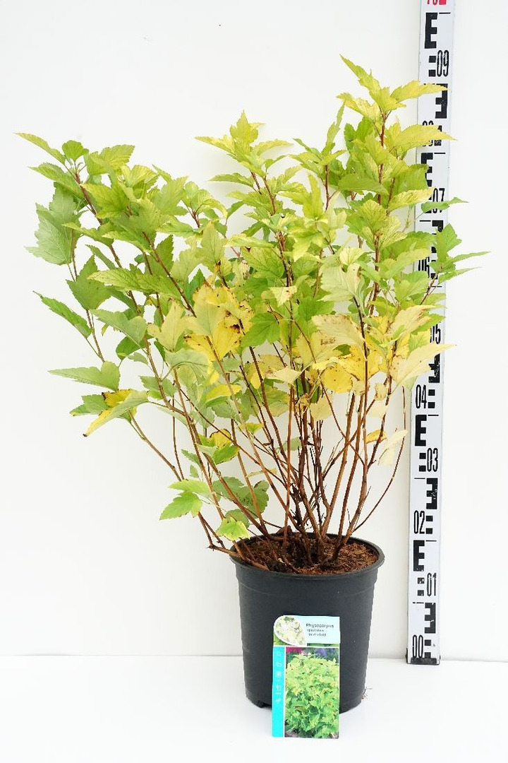 Pūslenis putinalapis (Lot Physocarpus op.) 'Dart's Gold' C6,5/P24 50-60 CM-PŪSLENIAI-KRŪMAI