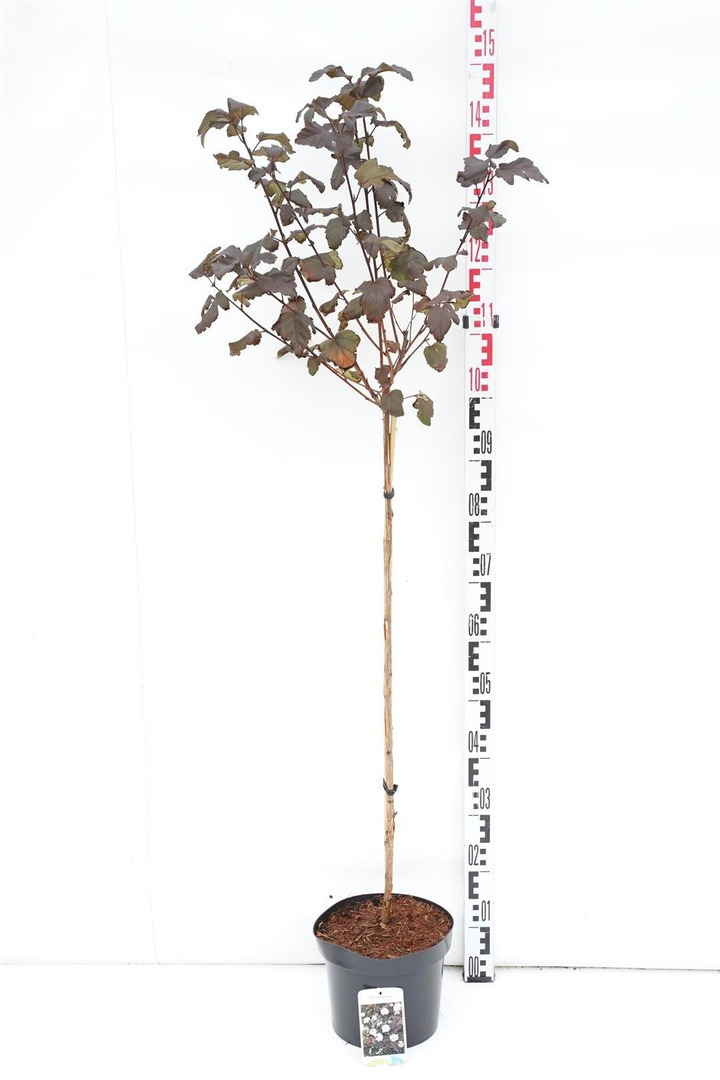 Pūslenis putinalapis (Lot Physocarpus op.) 'Diabolo' C5/P23 KOTAS 80 CM-PŪSLENIAI-KRŪMAI