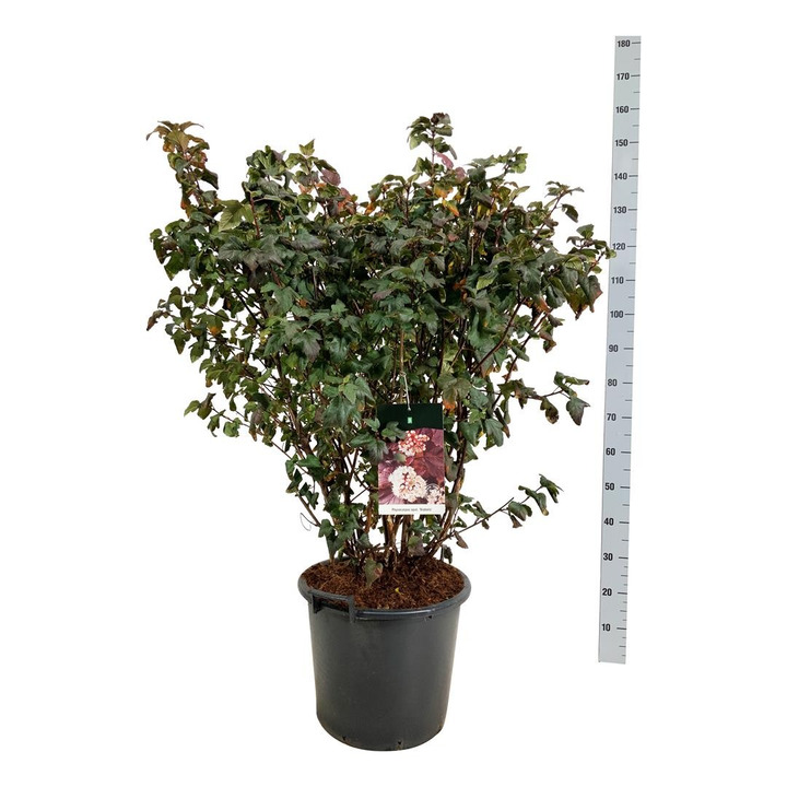Pūslenis putinalapis (Lot Physocarpus op.) 'Diabolo' C30 100-125CM-PŪSLENIAI-KRŪMAI