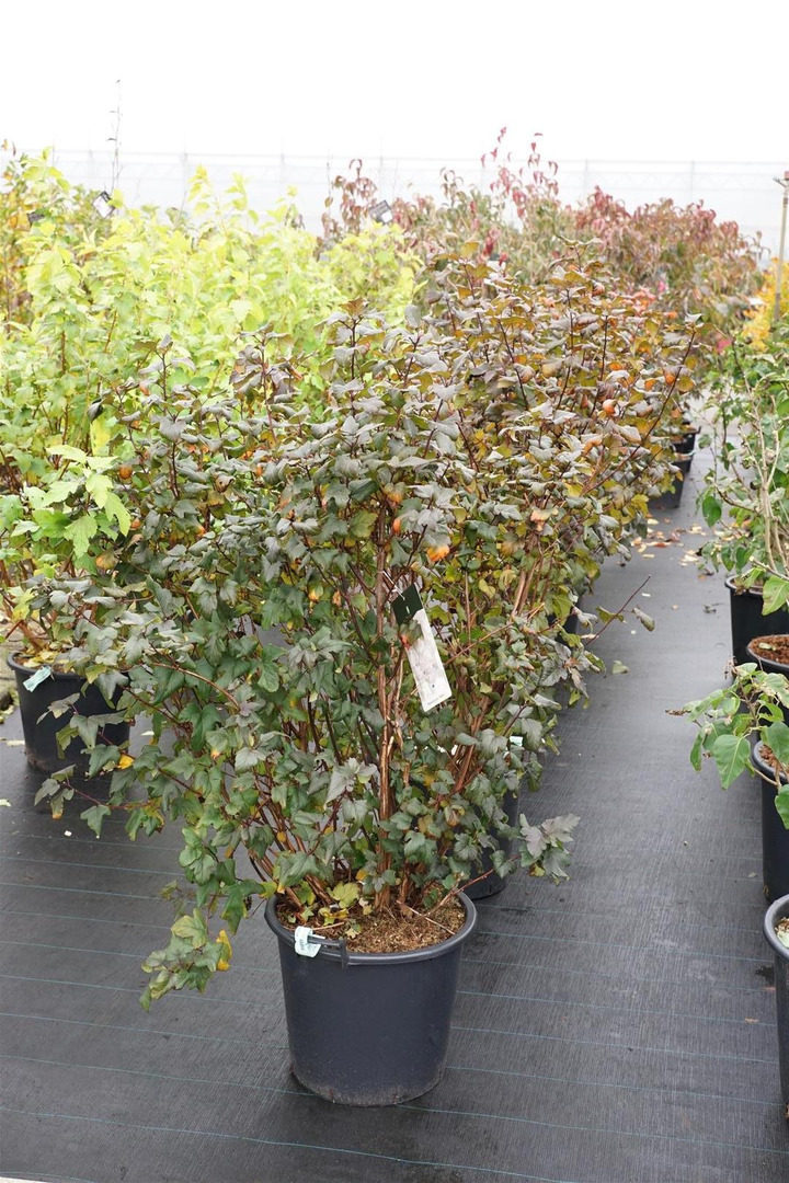 Pūslenis putinalapis (Lot Physocarpus op.) 'Diabolo' C30 100-125CM-PŪSLENIAI-KRŪMAI