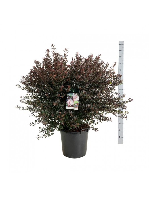 Pūslenis putinalapis (Lot Physocarpus op.) 'Little Devil' C30 80-100 CM-PŪSLENIAI-KRŪMAI