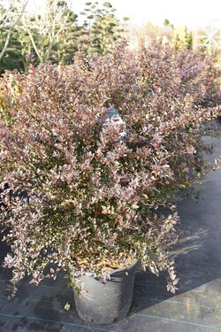 Pūslenis putinalapis (Lot Physocarpus op.) 'Little Devil' C30 80-100 CM - nuotrauka 2