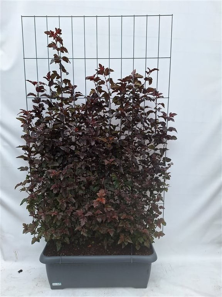 Pūslenis putinalapis (Lot Physocarpus op.) 'Lady in Red' C90 SCREEN 180 CM (H) x 120 CM (W)-PŪSLENIAI-KRŪMAI
