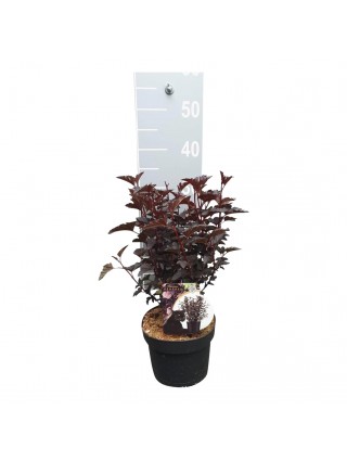 Pūslenis putinalapis (Lot Physocarpus opul.) 'Panther' C3/P19 30-40 CM-PŪSLENIAI-KRŪMAI