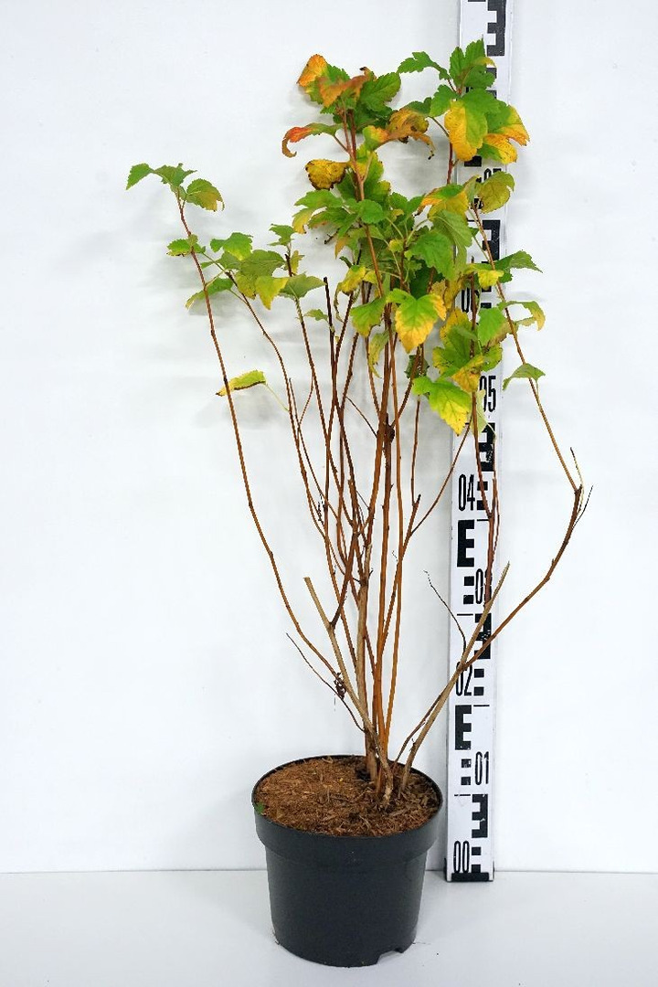 Pūslenis putinalapis (Lot Physocarpus opulifolius) C3/P19 30-40 CM-PŪSLENIAI-KRŪMAI