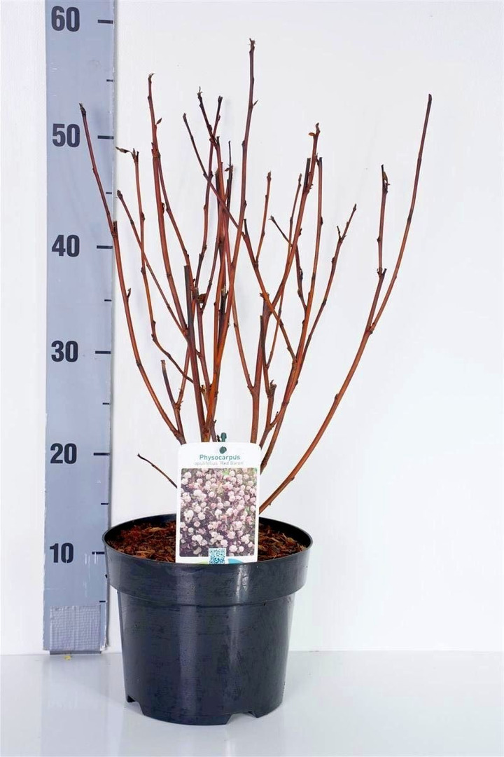 Pūslenis putinalapis (Lot Physocarpus op.) 'Red Baron' C3/P19 30-40 CM-PŪSLENIAI-KRŪMAI