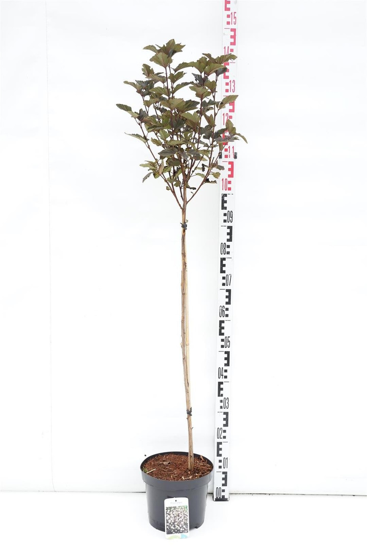 Pūslenis putinalapis (Lot Physocarpus op.) 'Red Baron' C5/P23 KOTAS 80 CM-PŪSLENIAI-KRŪMAI