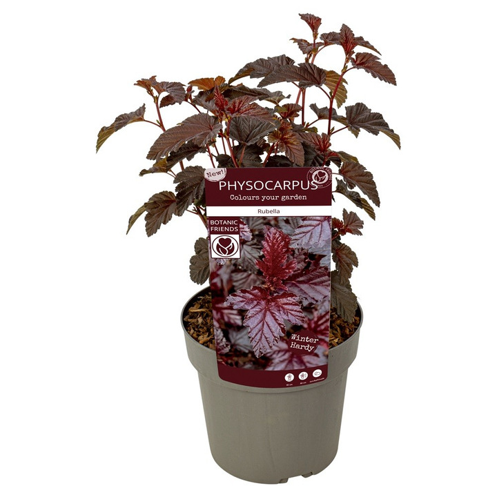 Pūslenis putinalapis (Lot Physocarpus op.) 'Rubella' C3/P19 20-25 CM-PŪSLENIAI-KRŪMAI