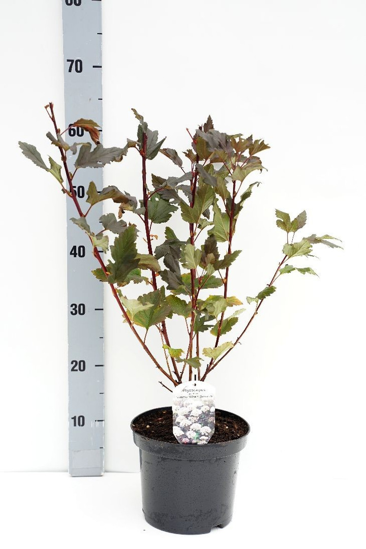 Pūslenis putinalapis (Lot Physocarpus op.) 'Summer Wine' C3/P19 30-40 CM-PŪSLENIAI-KRŪMAI