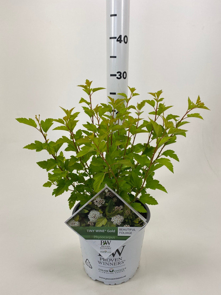 Pūslenis putinalapis (Lot Physocarpus op.) 'Tiny Wine Gold' C3/P19 30-40 CM-PŪSLENIAI-KRŪMAI
