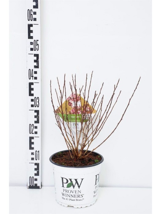 Pūslenis putinalapis (Lot Physocarpus op.) 'Tiny Wine' C3/P19 30-40 CM-PŪSLENIAI-KRŪMAI