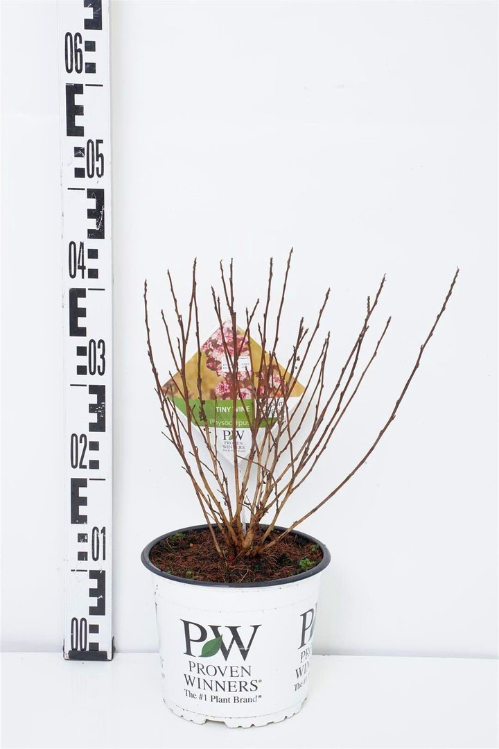 Pūslenis putinalapis (Lot Physocarpus op.) 'Tiny Wine' C3/P19 30-40 CM-PŪSLENIAI-KRŪMAI