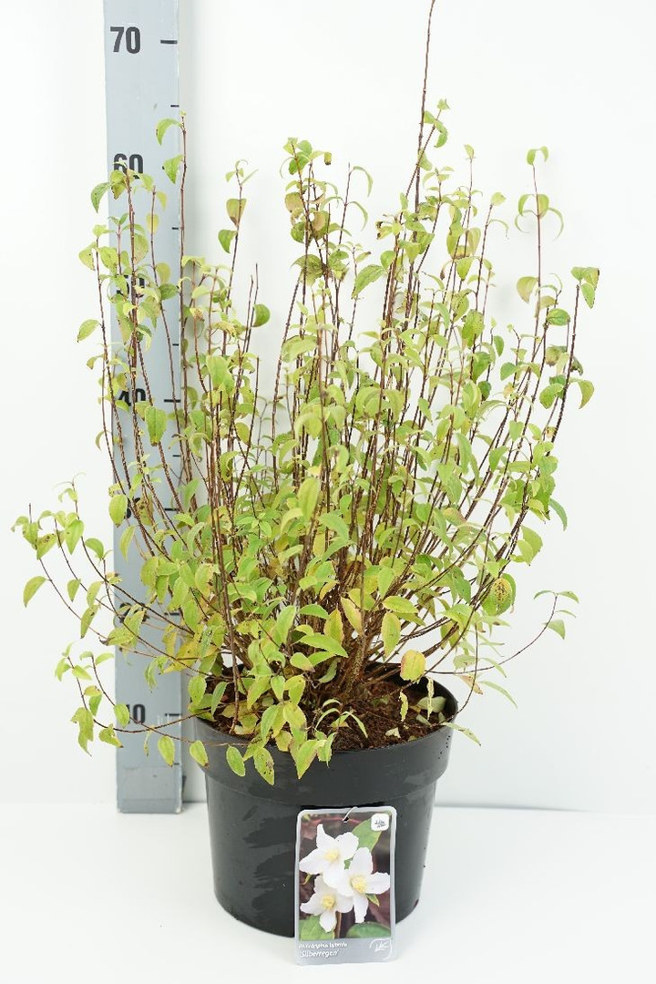 Jazminas (Lot Philadelphus) 'Silberregen' C5/P23 50-60 CM-JAZMINAI-KRŪMAI