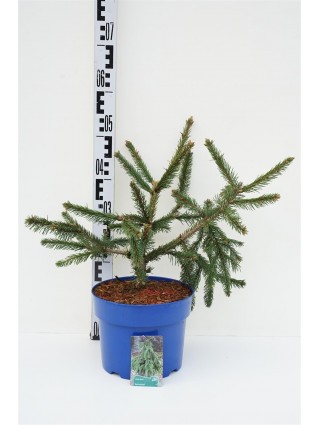 Eglė paprastoji (Lot Picea abies) 'Acrocona' C5/P23 30-40 CM-EGLĖS-SPYGLIUOČIAI