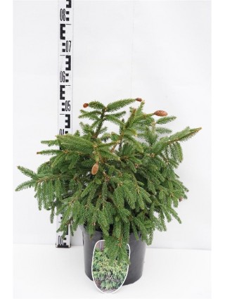 Eglė paprastoji (Lot Picea abies) 'Acrocona' C7,5/P26 40-50 CM-EGLĖS-SPYGLIUOČIAI