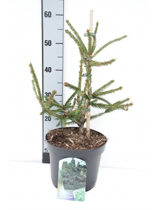 Eglė paprastoji (Lot Picea abies) 'Acrocona' C5/P23 30-40 CM-EGLĖS-SPYGLIUOČIAI