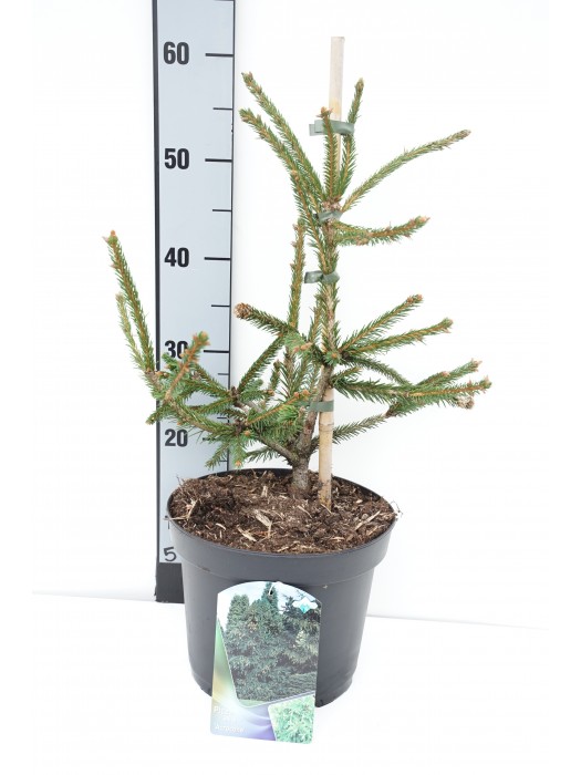 Eglė paprastoji (Lot Picea abies) 'Acrocona' C5/P23 30-40 CM-EGLĖS-SPYGLIUOČIAI